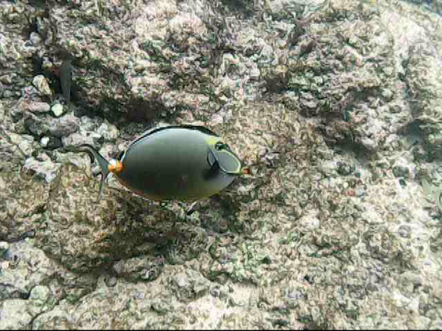 Day 11 snorkeling @ Poipu Beach